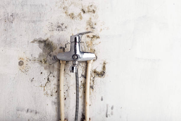 Best Local Mold Removal Service  in Fate, TX