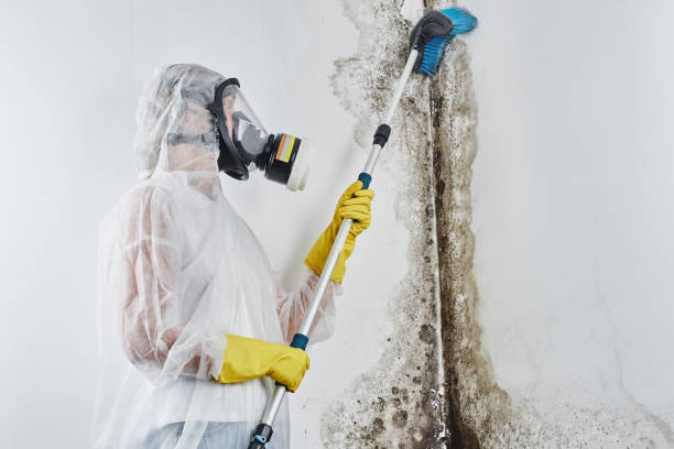 Best Black Mold Removal  in Fate, TX