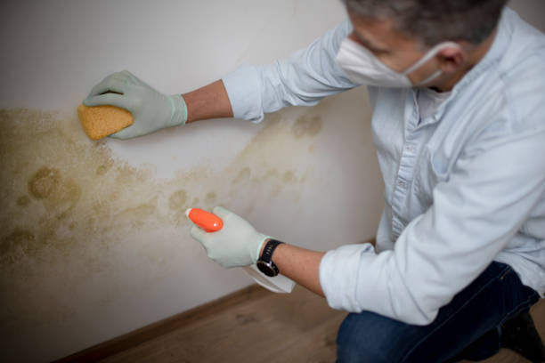 Best Mold Testing  in Fate, TX