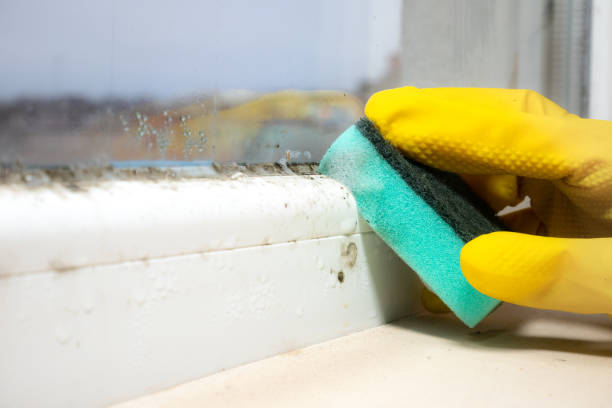 Best Mold Remediation Experts  in Fate, TX