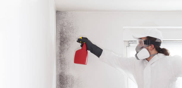 Best Mold Removal and Inspection  in Fate, TX