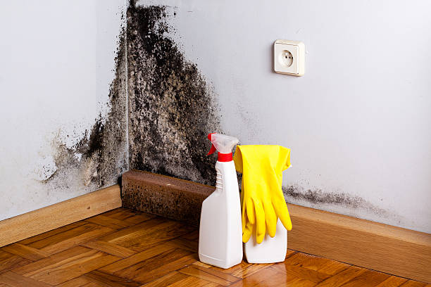 Best Office Mold Removal Services  in Fate, TX