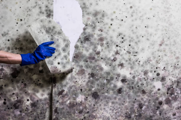 Professional Mold Removal in Fate, TX